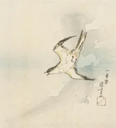 Japán kakukk