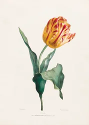 Valentine Bartholomew antik tulipánnyomata