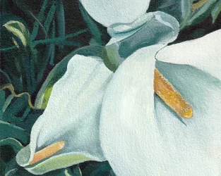 Elegáns fehér liliomok