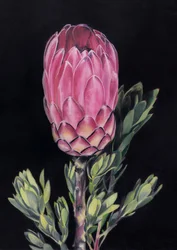 Egzotikus rózsaszín protea