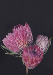 Protea-válogatás – Viccy Wanliss