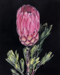 Élénk rózsaszín protea