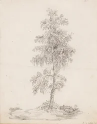 Nyírfa