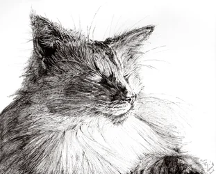 Monty cozy boy, 2015, (tinta papíron)