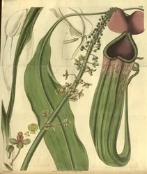 Nepenthes khasiana Curtis Botanical Magazine-ból