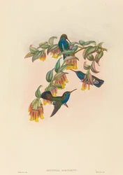 Agyrtria bartletti (Bartlett smaragd)