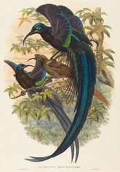 Epimachus speciosus (sarlócsőrű paradicsommadár)