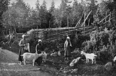 Kecsketenyésztés Dalarnában, Svédországban, 1908-1909.