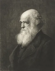 Charles Robert Darwin (metszet)