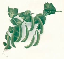 "Zöldborsó", c1908