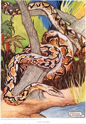 Giant Python, illusztráció a „The New Natural History”-ból, John Arthur Thompson (1861-1933), kiadó: G.P. Putnam fiai, 1926