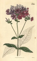 Keresztlevelű flox vagy lychnidea, Phlox acuminata. Weddell kézzel színezett botanikai metszete John Sims Curtis Botanical Magazine című művéből, Couchman, London