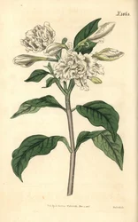 Nero korona - Pinwheel virág, Tabernaemontana divaricata (széles levelű rózsabokor, Nerium coronarium). Weddell kézzel színezett botanikai metszete John Sims Curtis Botanical Magazine című művéből, Couchman, London