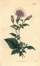 Ötlevelű sarrette – Klasea quinquefolia (ötlevelű fűrészesfű, Serratula quinquefolia). Weddell kézzel színezett botanikai metszete John Sims Curtis