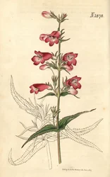Penstemon campanulatus, virág