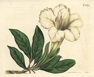 Solander vagy trombita liana – Nagyvirágú solandra, Solandra grandiflora. Weddell kézzel színezett botanikai metszete John Sims Curtis Botanical Magazine című művéből, Couchman, London.