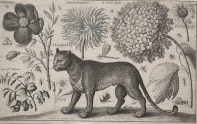 Állatok és növények: Leopárd növényekkel és rovarokkal, 1662.