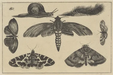Három lepke, lepkék, bogár, csiga és hernyó Különféle rovarok (sorozat címe) Diversae Insectorum (sorozat címe)