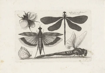 Szitakötők, pillangó és egy darázs Rovarok (sorozat címe) Muscarum Scarabeorum (sorozat címe)
