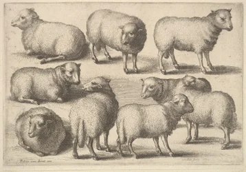 Kilenc bárány, 1646.