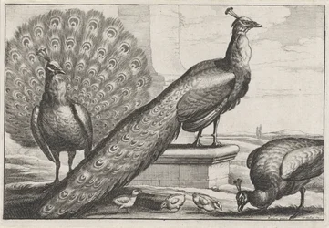 Pávák. Diversae avium species (sorozatcím)