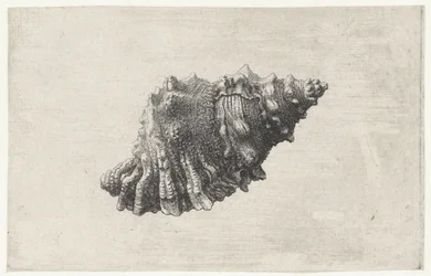 Kagyló, bursa rubeta Shells (sorozat címe)