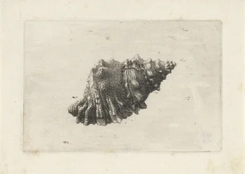 Kagyló, bursa rubeta Shells (sorozat címe)