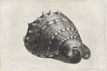Kagyló, cassis cornuta Shells (sorozat címe)