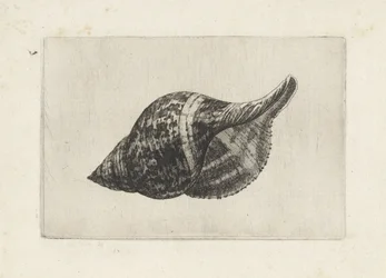Kagyló, fasciolaria tulipa Shells (sorozat címe)