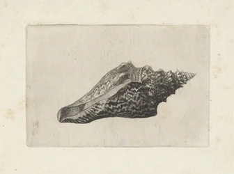 Kagyló, hemifusus ternatanus Shells (sorozat címe)