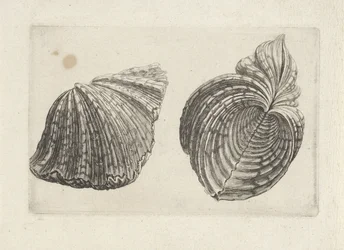 Kagyló, víziló víziló Shells (sorozat címe)