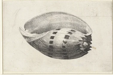 Shell, melo amphora Shells (sorozat címe)
