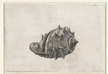 Shell, melongena melongena Shells (sorozat címe)