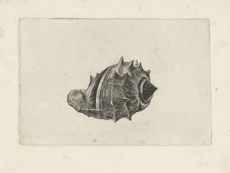 Shell, melongena melongena Shells (sorozat címe)