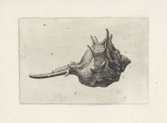 Shell, murex brevispina Shells (sorozat címe)