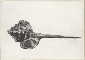 Kagyló, murex haustellum Shells (sorozat címe)
