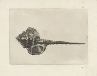 Kagyló, murex haustellum Shells (sorozat címe)