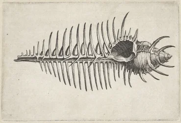 Kagyló, murex pecten Shells (sorozat címe)