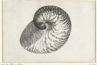 Shell, nautilus pompilius Shells (sorozat címe)