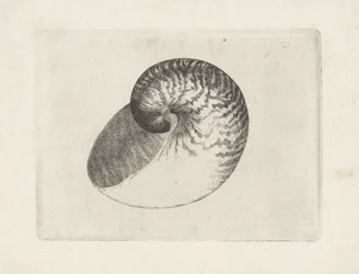 Shell, nautilus pompilius Shells (sorozat címe)