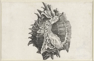 Kagyló, phyllonotus erythrostomus Shells (sorozat címe)