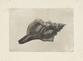 Kagyló, pleuroploca trapéz Shells (sorozat címe)