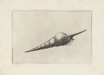 Schelp, fuvolaorsó melanocheilus Schelpen (sorozat címe)