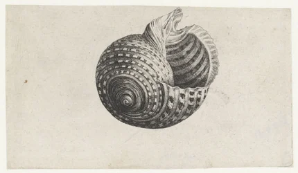 Shell, tonna dolium Shells (sorozat címe)
