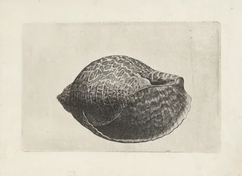 Shell, tonna perdix Shells (sorozat címe)