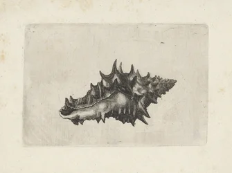 Kagyló, váza kerámia Shells (sorozat címe)