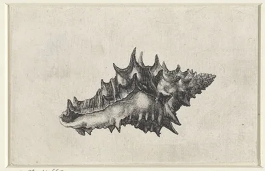 Kagyló, vasum ceramicum Shells (sorozat címe)