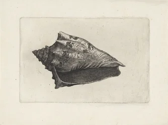 Kagyló, voluta ebraea Shells (sorozat címe)