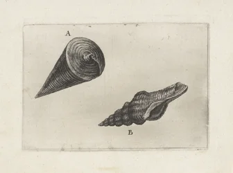 Kagylók, telescopium telescopium (A) és fusinus laticostatus (B) Shells (sorozat címe)