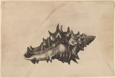 Kagyló (Vasum ceramicum)